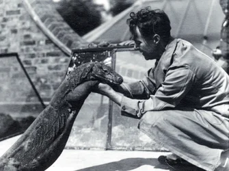 Komodo-dragen Sumbawa med målmand H. Alec Budd, 1928