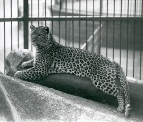 Leopard Rex liggende på en træstamme i sit indhegning i London Zoo i juli 1925