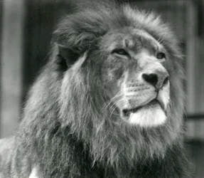 Hanløve Kuja i London Zoo i august 1924