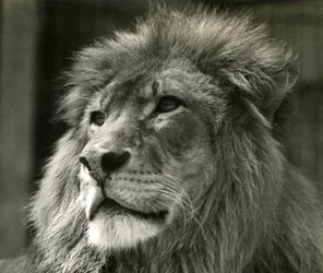 Hanløve Kuja i London Zoo i august 1924