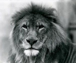 Hanløve Kuja i London Zoo i januar 1925