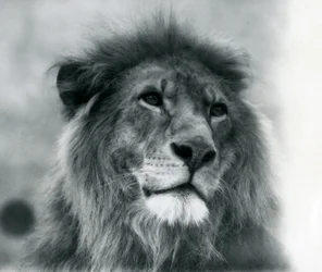 Hanløve Kuja i London Zoo i januar 1925