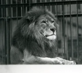Hanløven Kuja liggende i sit indhegning i London Zoo i januar 1925