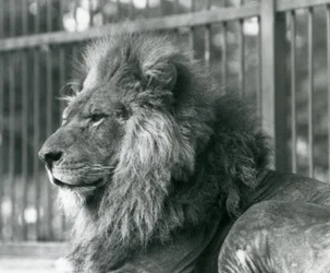 Hanløve Toto liggende i sit indhegning i London Zoo i september 1927