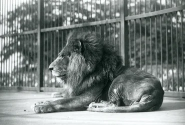 Hanløve Toto liggende i sit indhegning i London Zoo i september 1927