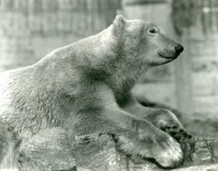 Isbjørnen Sam hviler på klipper på Mappin Terraces, London Zoo, før 1930