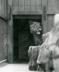 Ranji en mandlig Tigon, London Zoo, juli 1924