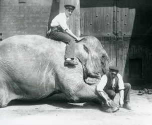 Sundermalah får sin forreste fod trimmet af en keeper med en fil, mens en anden sidder på hendes ryg, London Zoo, august 1926