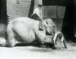 Sundermalah får sin forreste fod trimmet af en målmand, med en fil, mens en anden sidder på hendes ryg, London Zoo, 1926