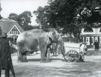 Syed Ali rider på Indiarani bag en trillebør, London Zoo, oktober 1925
