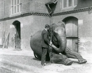 Syed Ali, træner indiarani foran Elephant House, London Zoo, august 1923 (bw foto)