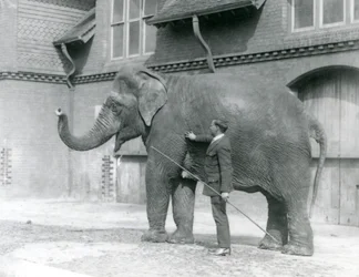 Syed Ali, træner indiarani foran Elephant House, London Zoo, august 1923 (bw foto)
