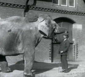 Syed Ali træner Indianani foran Elephant House, London Zoo, oktober 1925