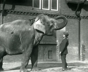 Syed Ali træner Indiarani foran elefanthuset i London Zoo, oktober 1925