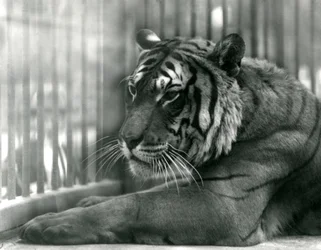 Tiger Sam at London Zoo,1925