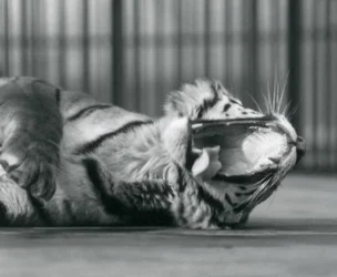 Tigress 