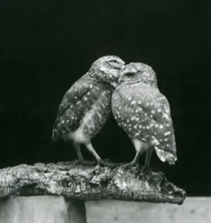 To gravende ugler står over for hinanden for enden af en gren, London Zoo, juli 1926 (s/h foto)