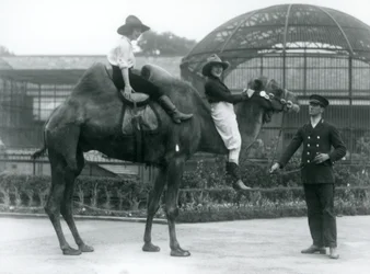 To Cowgirls poserer på en baktrisk kamel, som holdes af dens vogter, under et besøg i London Zoo i 1924