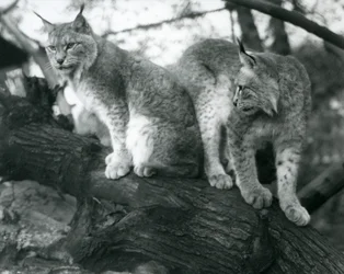 To nordlige los, en siddende og en stående, på en gren, London Zoo, oktober 1925