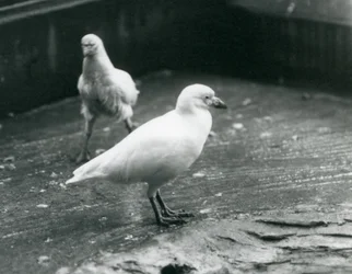 To sneklædte sheathbills står og går på jorden i London Zoo, august 1927