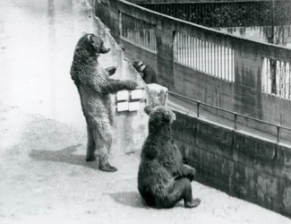 To brune bjørne, en stående på bagbenene og en siddende, ser ned fra Mappin Terraces, London Zoo, juli 1925