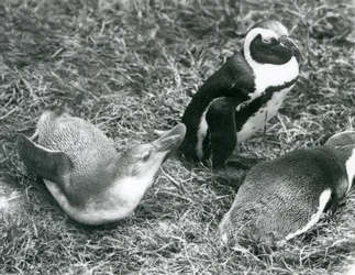 To unge og en voksen sortfodet Jackass afrikanske pingvin, siddende og liggende på græs, i London Zoo april 1925
