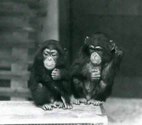 To unge chimpanser sidder på en trækasse, London Zoo