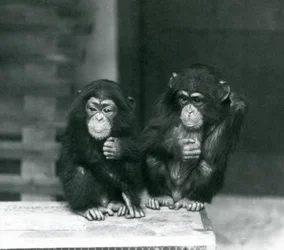 To unge chimpanser sidder på en trækasse, London Zoo, 1924