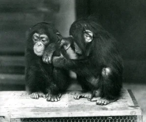 To unge chimpanser sidder på en trækasse. Den ene sidder stille, mens den anden plejer sin pels, London Zoo