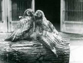 To unge store gråugler, også kendt som Lapland eller Lappeugle, overfor hinanden siddende på en træstamme, London Zoo, august 1926 (s/h foto)