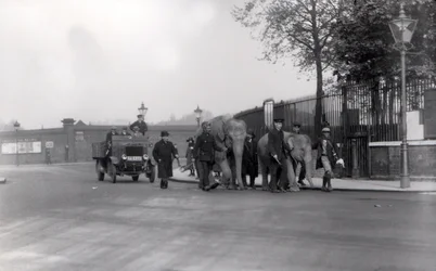 At gå et par elefanter fra havnen i 1923 til ZSL London Zoo, sidste gang dette nogensinde blev gjort