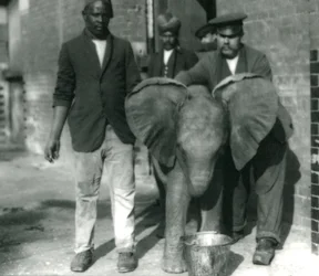 Den unge afrikanske elefant Kiberenge, der drikker af en spand, med trænerne Darish og Syed Ali og Keeper H. Robertson i 1923