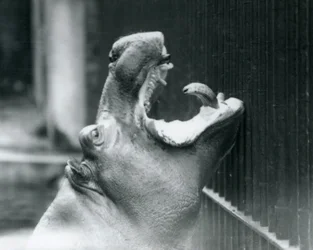 Den unge flodhest Bobbie i London Zoo, 1927