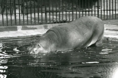 Den unge flodhest Bobbie går ind i sin pool i London Zoo i august 1927