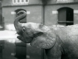 Ung kvindelig afrikansk pygmæelefant Oojah løfter sin snabel i London Zoo, august 1925