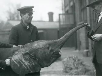 Ung kvindelig afrikansk pygmæelefant Oojah hæver sin snabel for en godbid i London Zoo, juni 1925