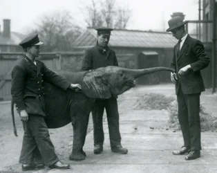 Ung kvindelig afrikansk pygmæelefant Oojah hæver sin snabel for en godbid i London Zoo, juni 1925