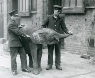 Ung kvindelig afrikansk pygmæelefant Oojah hæver sin snabel for at få en godbid fra sine dyrepassere i London Zoo, april 1925