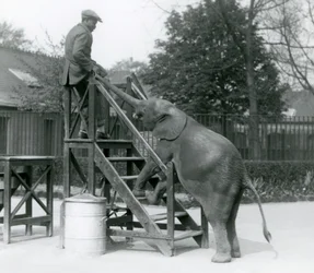 Ung kvindelig afrikansk pygmæelefant Oojah med sine forfødder på indskibningstrappen, rækkende ud efter sin træner, som er på det øverste trin, med sin snabel, London Zoo, juni 1925