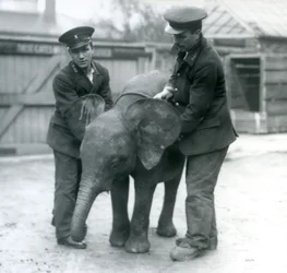 Ung kvindelig afrikansk pygmæelefant Oojah med to keepere i London Zoo i april 1925