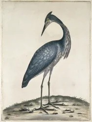 A Heron, 1789 (wc og blæk på papir)