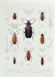 En samling af Coleoptera fundet i Chile, illustration fra "Historia de Chile", graveret af Lebrun, 1854