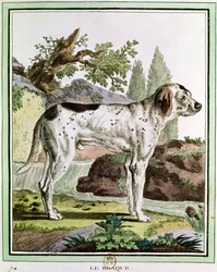 A Pointer, illustration fra Histoire Naturelle af Georges Louis Leclerc (1707-88) greve af Buffon, 1749-1804