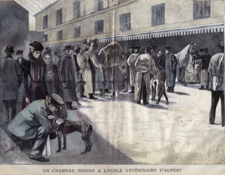 En kamel heler på veterinærskolen i Maison Alfort (Maison-Alfort). Illustration af 1899 i "" La petite Gironde"".