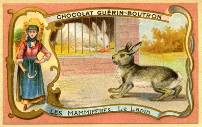 Advertising chromolithography of chocolates Guerin Boutron, Mammals, The rabbit cage and wild, warrendani