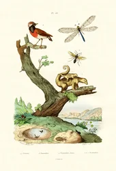 Myrer, 1833-39