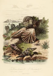 Babylon turrid, Turris babylonia, havsnegl, Raphitoma echinata og kattepotemusling, Plicatula gibbosa