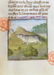 Grævlinger, fra Jagtens Bog af Gaston Phebus de Foix (1331-91)