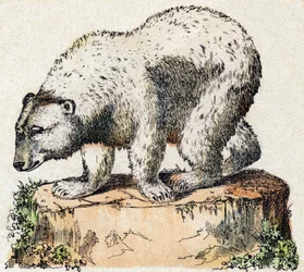 Bjørn. Indgravering i "" Alphabet des animaux sauvages "". 9. serie. Billede af Epinal, Pellerin, trykkeri-udgiver, ca. 1870. Graveringer på træ, stencileret. 16 sider. Mål: 20 x 15 cm. Privat samling