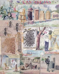 Bee Culture, illustration lavet i Frankrig beregnet til udgivelse i Mexico, ca. 1900